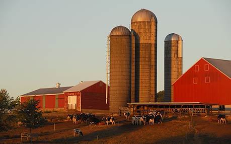 Lancaster dairy farm