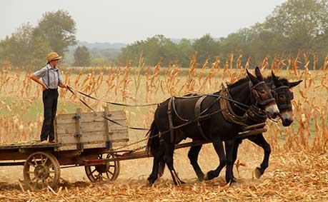 Horses and cart, Lancaster