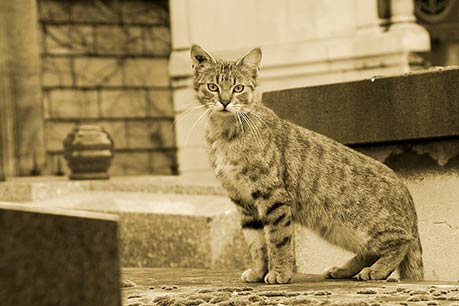 Parisian Cat