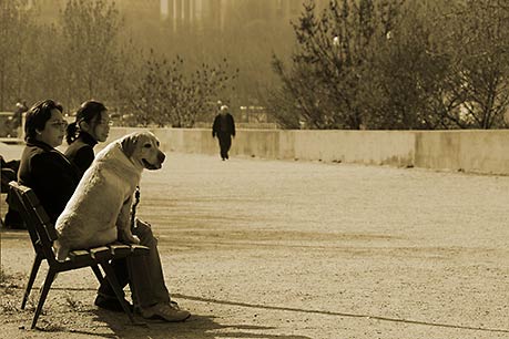 Parisian Dog