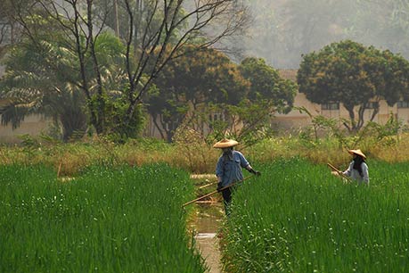 In the ricefields, Thailand