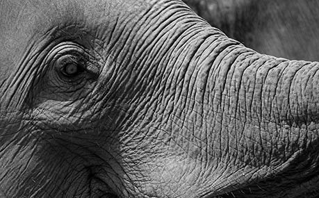 Elephant at Lampang, Thailand