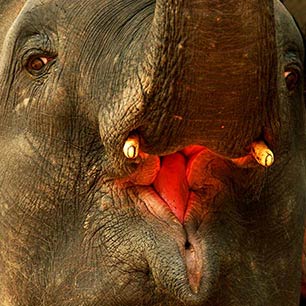 Elephant at Mae Sa, Thailand