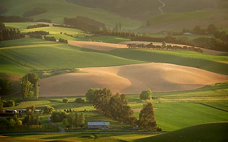 FIELDS OF GREEN