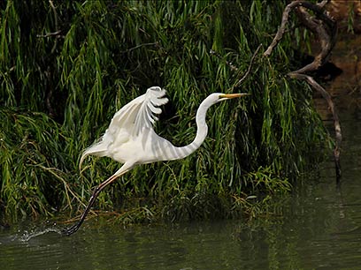 GREAT EGRET LIFTOFF - PSNZ Silver Medal NZ 2007