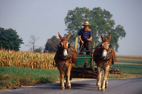 Amish cart, Lancaster County, Pa