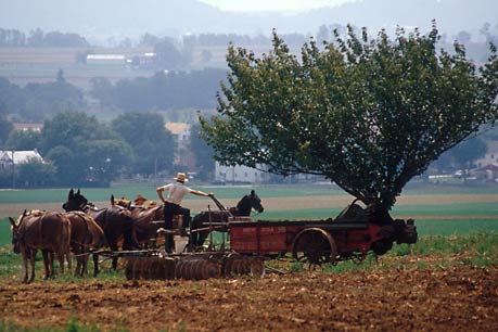 Amish morning chat