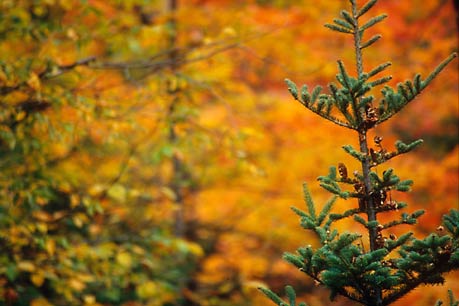 Autumn, Vermont