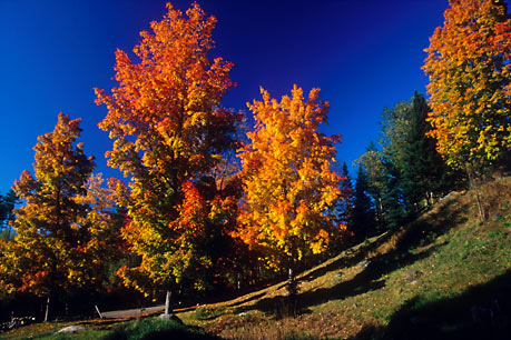 Autumn trees, Vermont