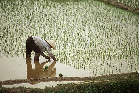 Planting rice, North Vietnam