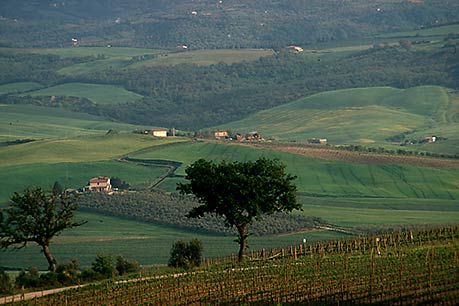 Montalcino countryside