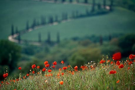 Poppies at Monticchiello