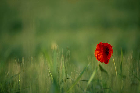 Tuscany poppy