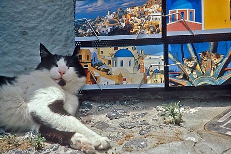 Cat and Postcards, Santorini