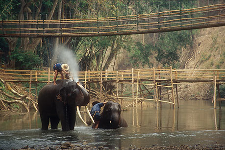 Elephant wash