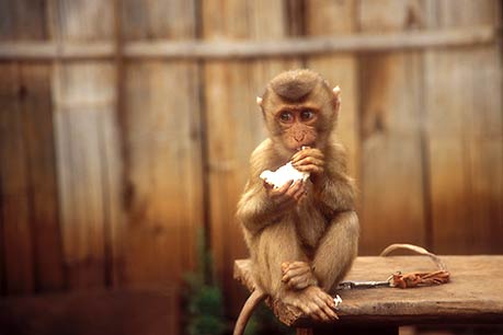 Captive monkey, Thailand