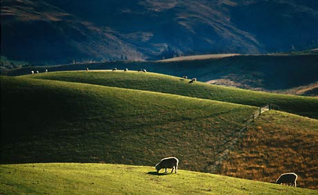 South Island sheep country