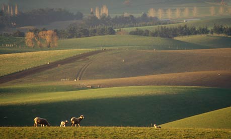 AFTERNOON AMBIENCE, South Canterbury