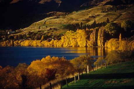 EVENING GOLD, Lake Hayes