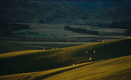 HIGHCOUNTRY EVENING, North Canterbury