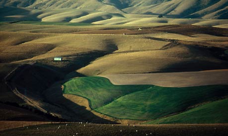 RURAL EVENING, South Canterbury