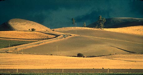 RURAL GOLD, North Canterbury