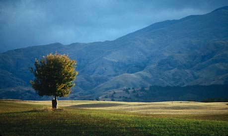 SOLITAIRE, Otago