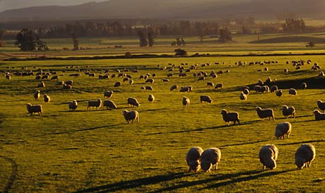 SOUTHLAND FARMLAND