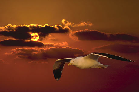 SUNSET FLIGHT