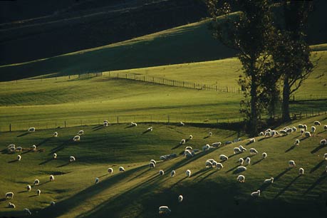 VELVET PASTURES, South Canterbury