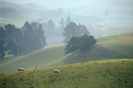 WAIMATE LANDSCAPE