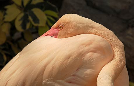 NESTLING FLAMINGO, Chiang Mai zoo, Thailand