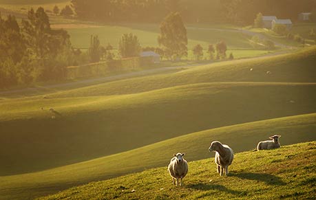 SOUTH CANTERBURY LANDSCAPE