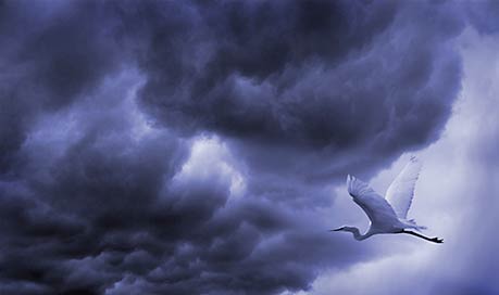 STORM BIRD - Champion Monochrome Australia 2007