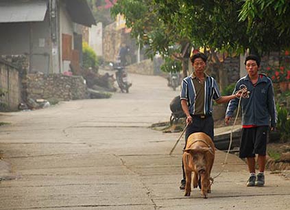 WALKING THE PIG, Pai, Thailand