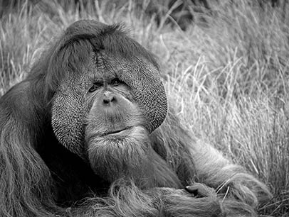 WOEFUL ORANGUTAN