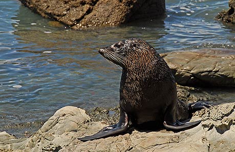 Arctocephalus forsteri, New Zealand