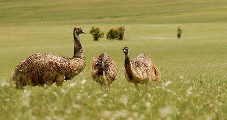 AUSTRALIAN EMUS