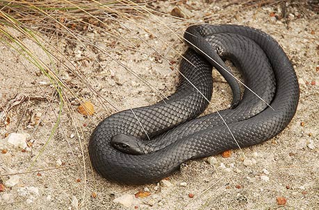 BLACK TIGER SNAKE