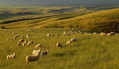 CANTERBURY SHEEPSCAPE