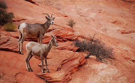 DESERT BIGHORN SHEEP