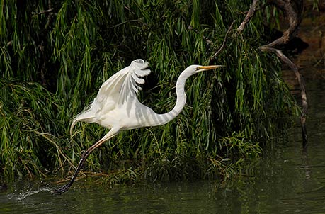 GREAT EGRET, Australia