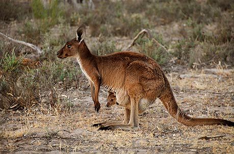 KANGAROO WITH YOUNG