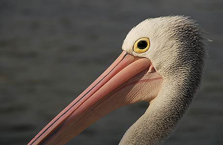 PELICAN FACE DETAIL