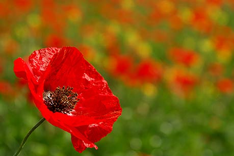 Poppy, Tuscany