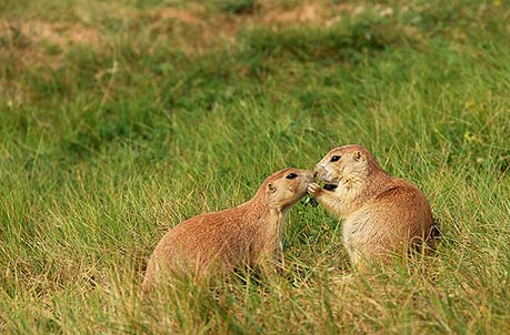 PRAIRIE DOG PAIR, USA