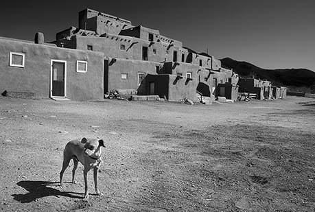 PUEBLO DOG