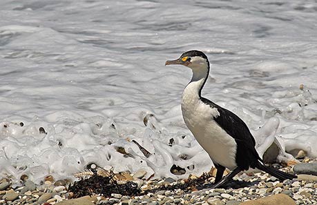 SEASIDE PIED SHAG