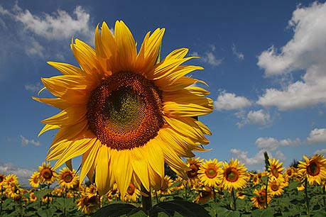 Sunflower, Umbria