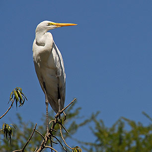 YELLOW BILLED EGRET